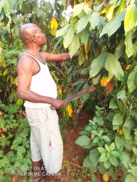 Traitement du cacao