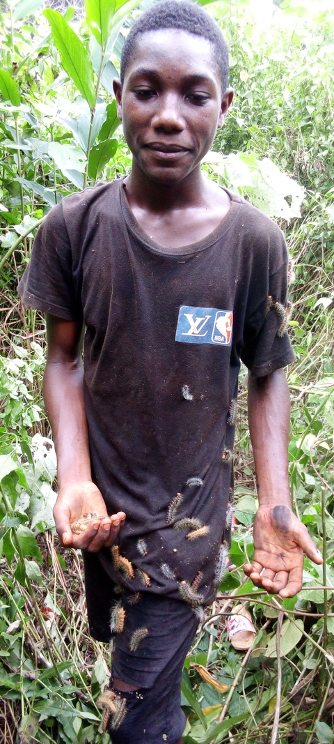 Récolte des chenilles en forêt